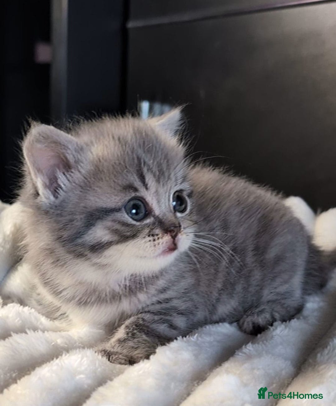 British Longhair cats for sale: 💖💙 BSH and BLH ● TICA & GCCF reg ●  - Advert 24