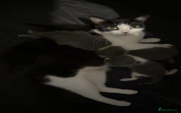Mixed Breed cats for sale: mixed breed kittens for sale - Image 10