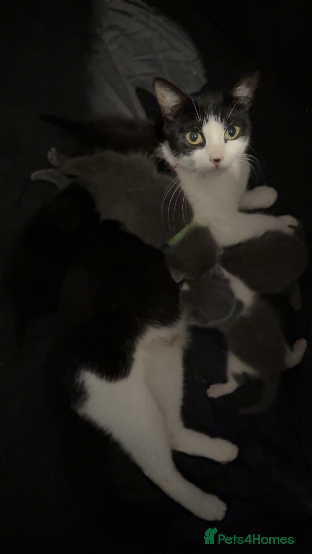 Mixed Breed cats for sale: mixed breed kittens for sale - Image 10