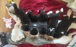 Akita dogs for sale:  ⭐ READY NOW adorable chunky A/AKITAS - Image 1