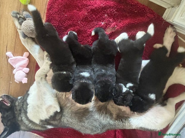 Akita dogs - Advert 3