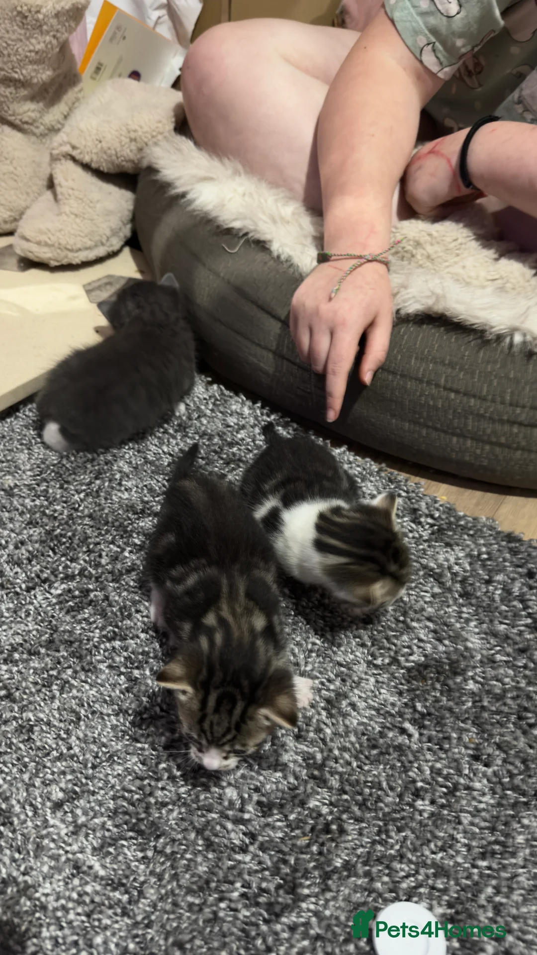 Domestic Shorthair cats for sale: 4 beautiful kittens ready for there forever homes  - Advert 3