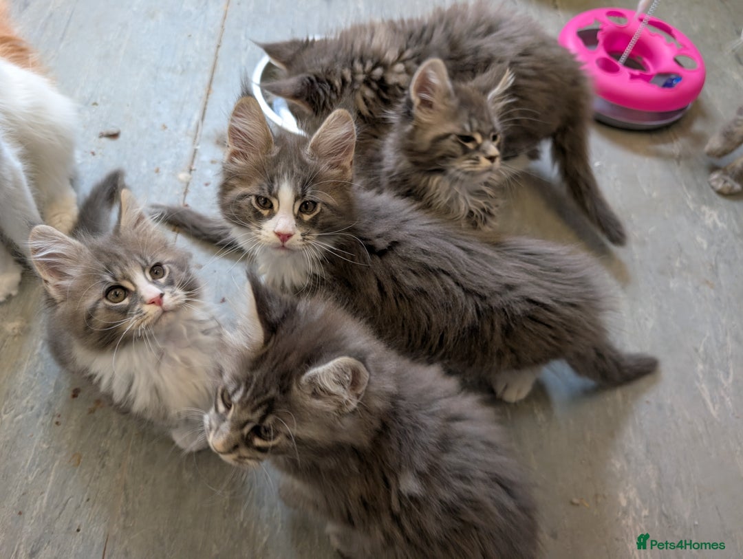 Maine Coon cats for sale: Maine Coon Kittens GCCF - Image 24