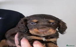 Cocker Spaniel dogs for sale: KC Registered Beautiful Cocker Spaniel Puppies  - Image 5