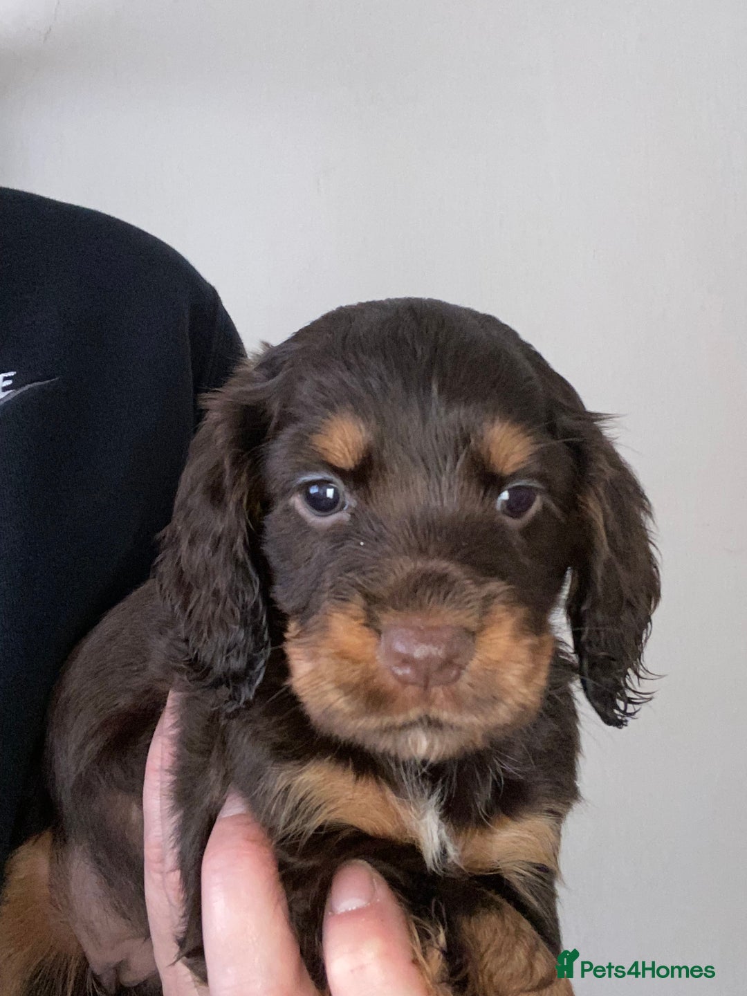 Cocker Spaniel dogs for sale: KC Registered Beautiful Cocker Spaniel Puppies  - Image 5