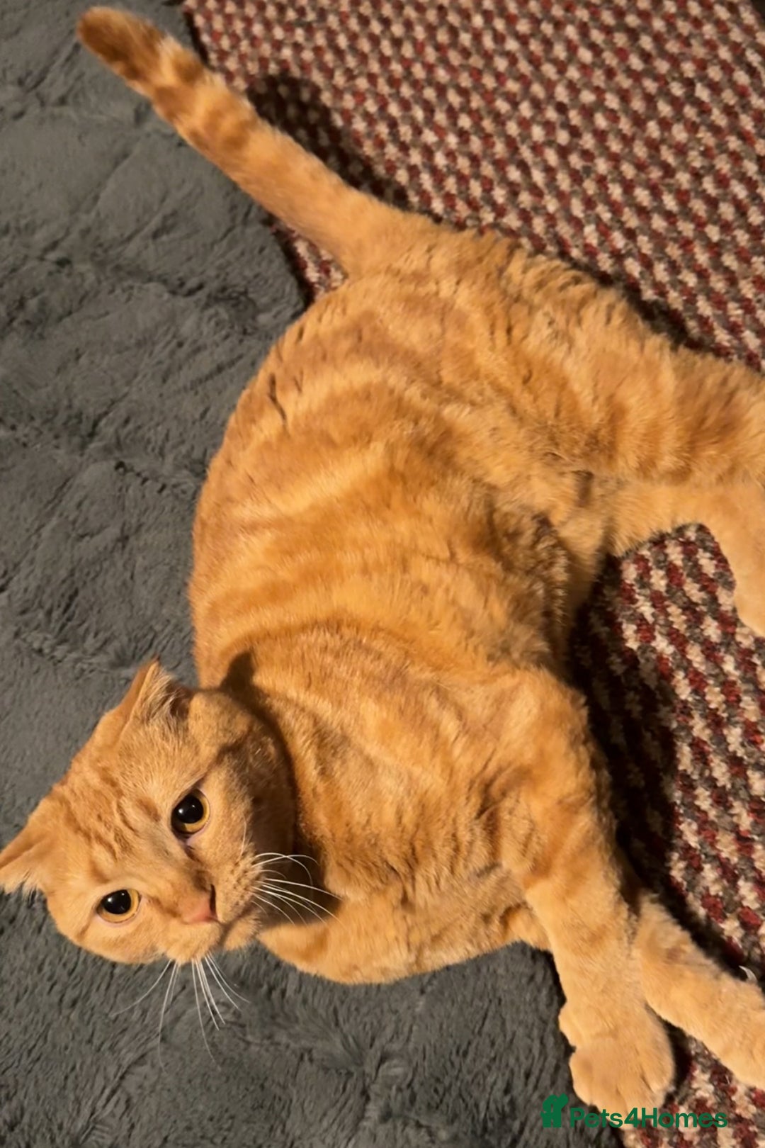 Scottish Fold cats for sale: Rio (Scottish fold) - Image 5