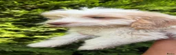Cockapoo dogs for sale: Cockapoos - Advert 3