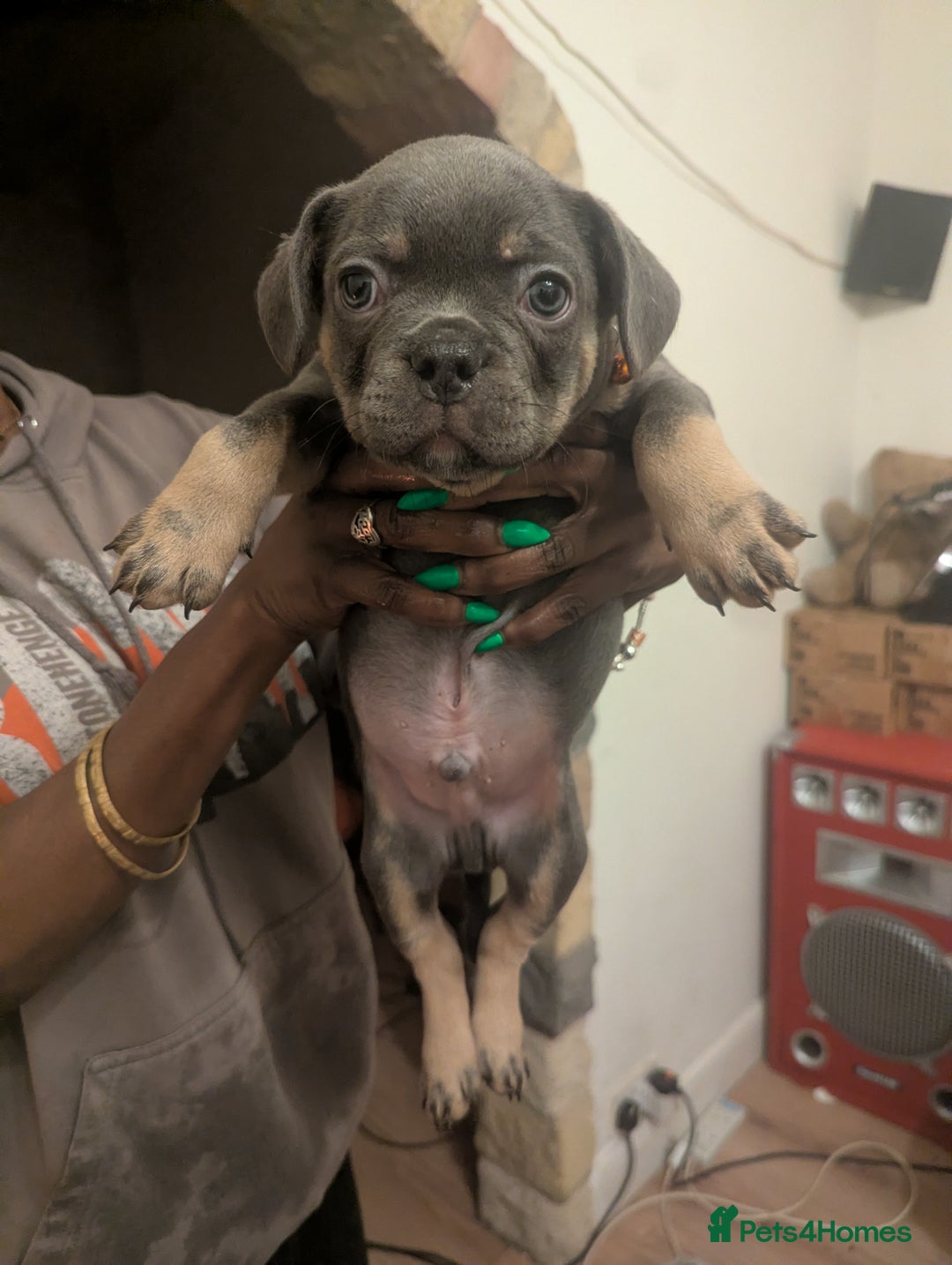 Mixed Breed dogs for sale: All cute and little tanks!  - Advert 12