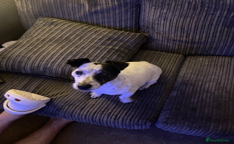 Jack Russell dogs Bonnie - Advert 2