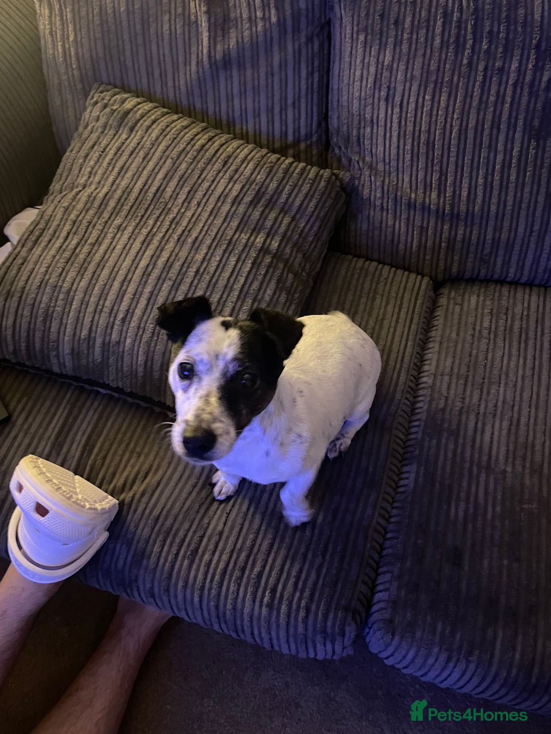 Jack Russell dogs for sale: Bonnie - Advert 1