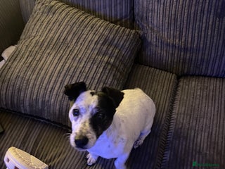 Jack Russell dogs Bonnie - Advert 1