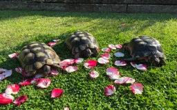Tortoise reptiles for sale: Marginated tortoises X 3 - Image 1