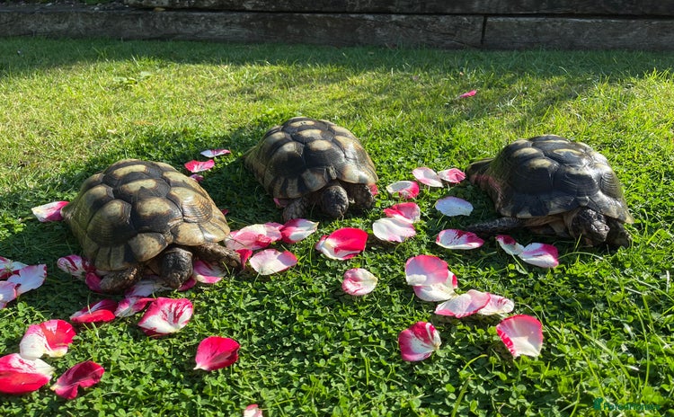 Tortoise reptiles - Advert 1