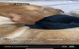 Labrador Retriever dogs for sale: 2 stunning KC Labrador boys left  - Image 8