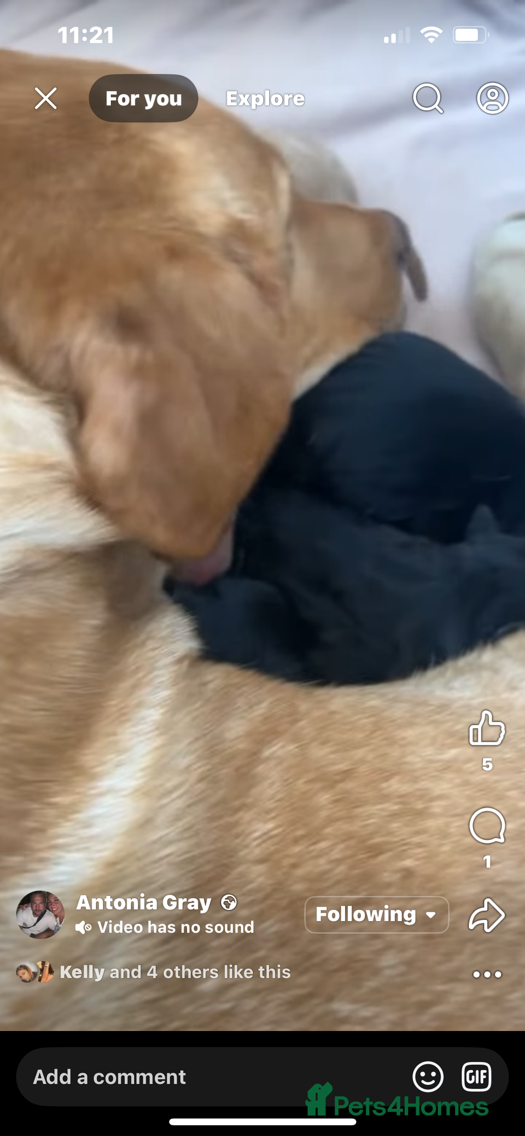 Labrador Retriever dogs for sale: 2 stunning KC Labrador boys left  - Image 8