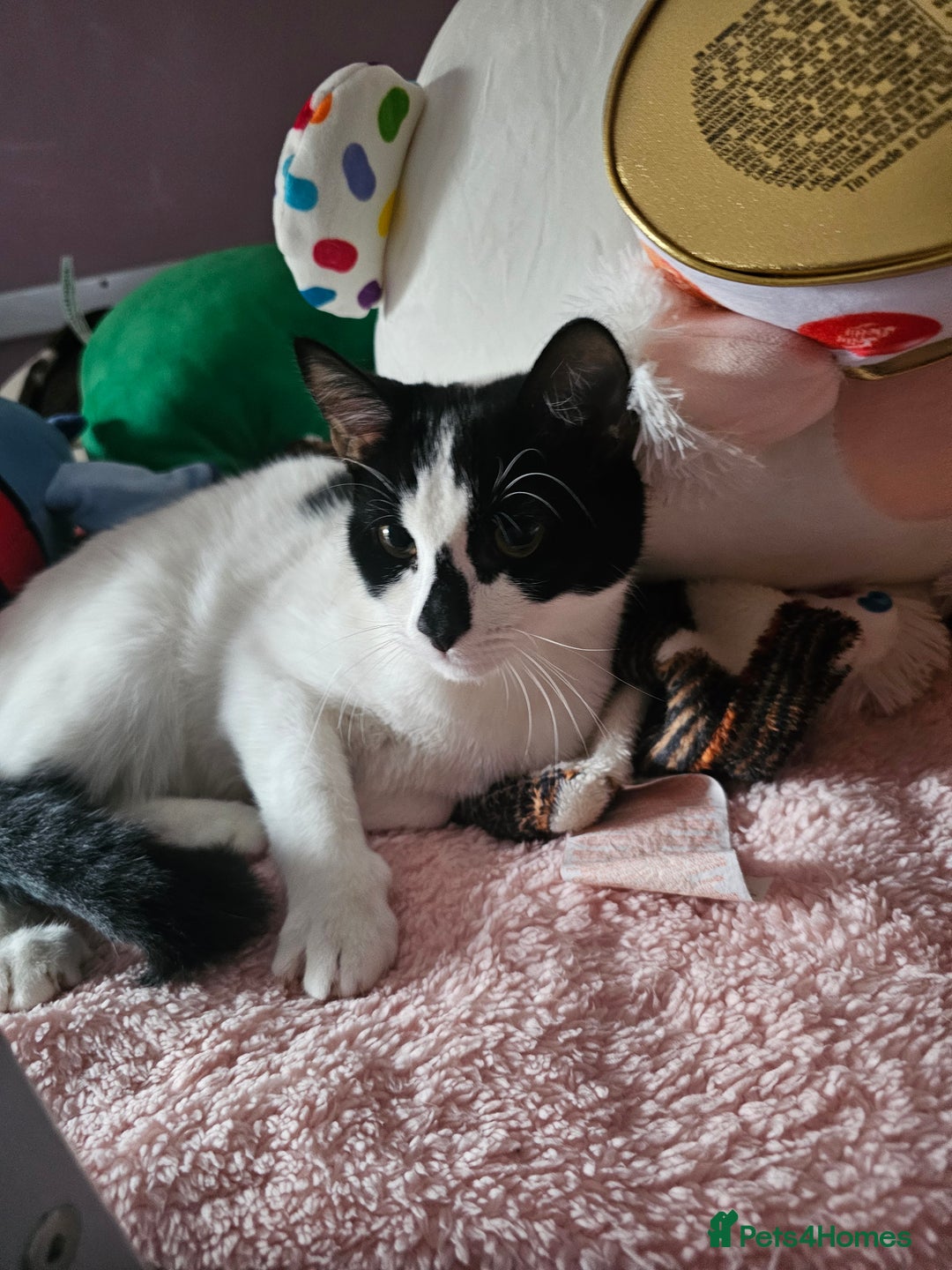 Domestic Shorthair cats for sale: Female Kitten  - Image 3