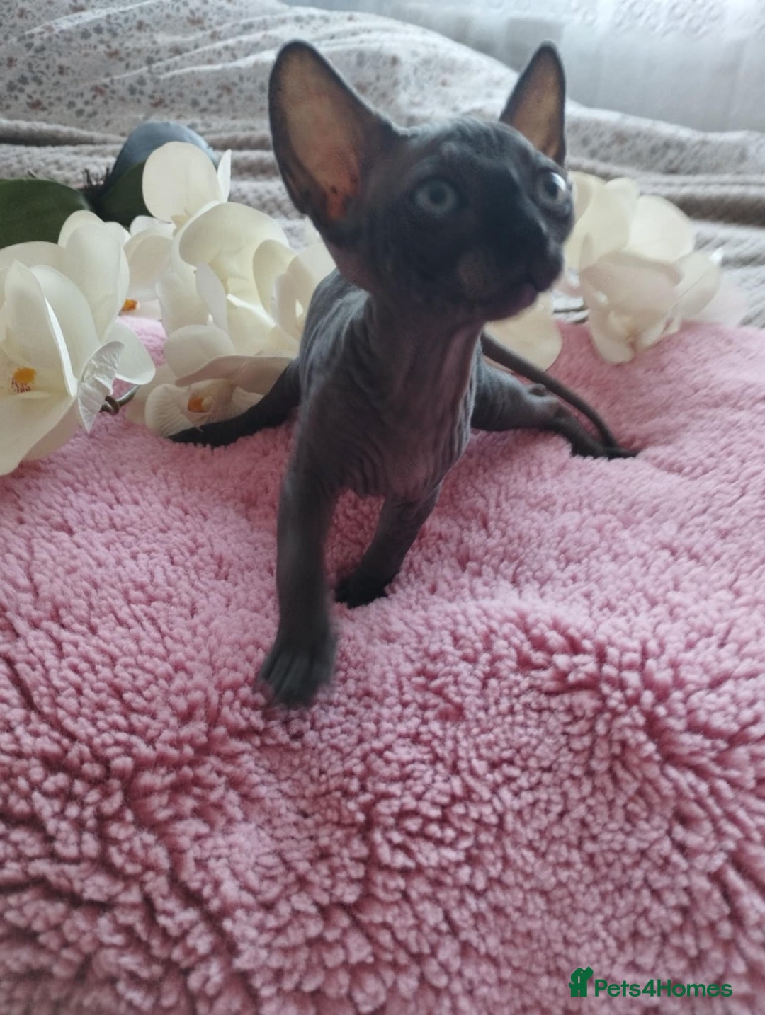 Sphynx cats for sale: Beautiful sphinx kittens - Image 4