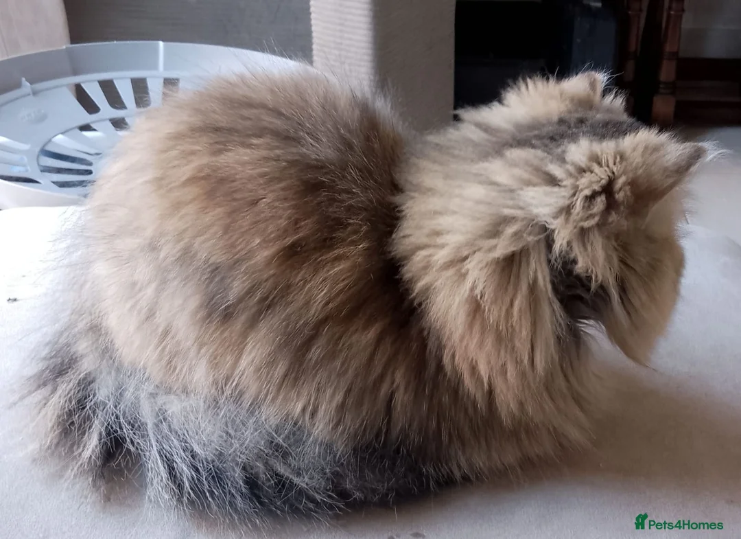 Persian cats for sale: Persian cat female in Ipswich - Advert 2
