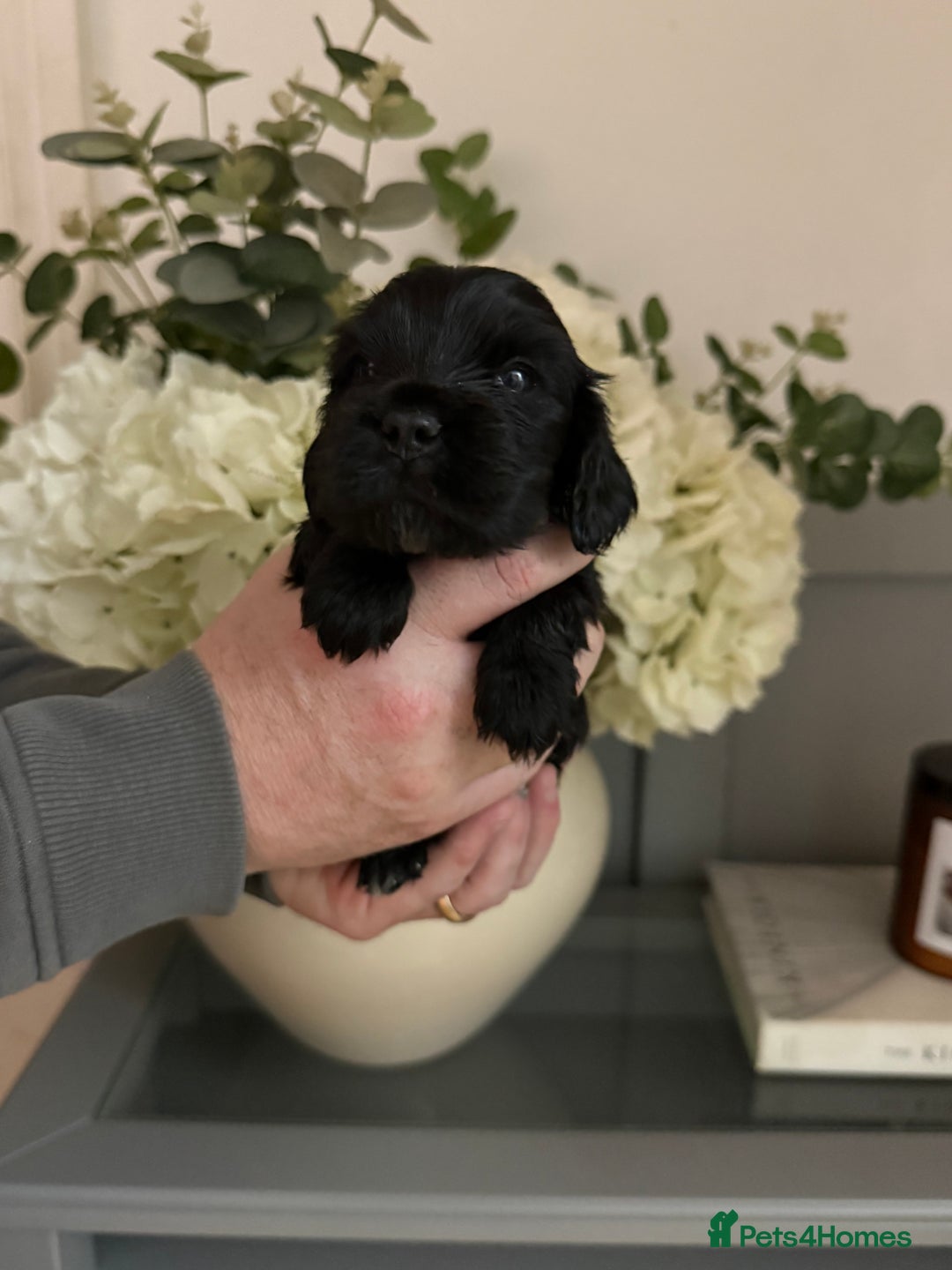 Cocker Spaniel dogs for sale: 1x black girl  READY NOW Show type  - Advert 4
