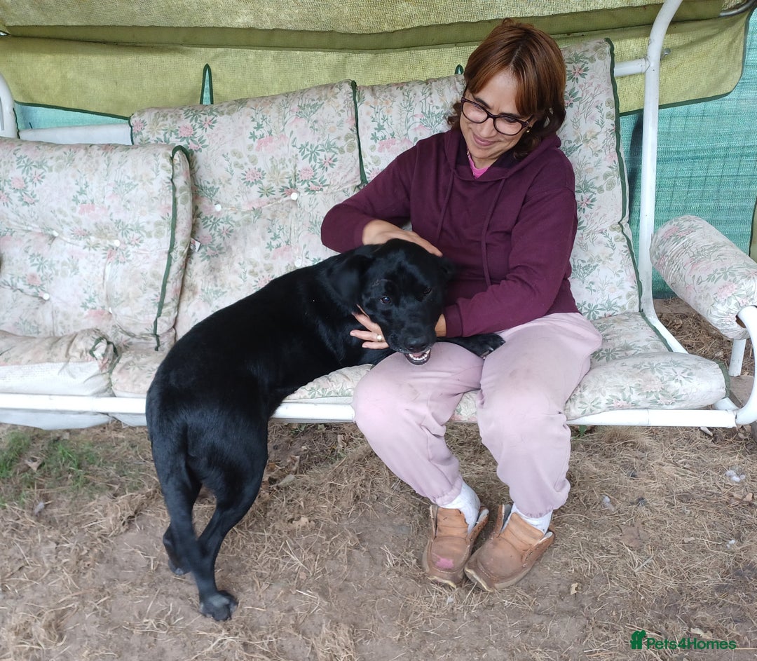 Mixed Breed dogs for adoption: SHEAMUS-a sensitive Soul for the right Human Match - Advert 14