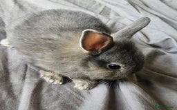 Mini Lop rabbits for sale: Mini lop and dwarf  - Image 9