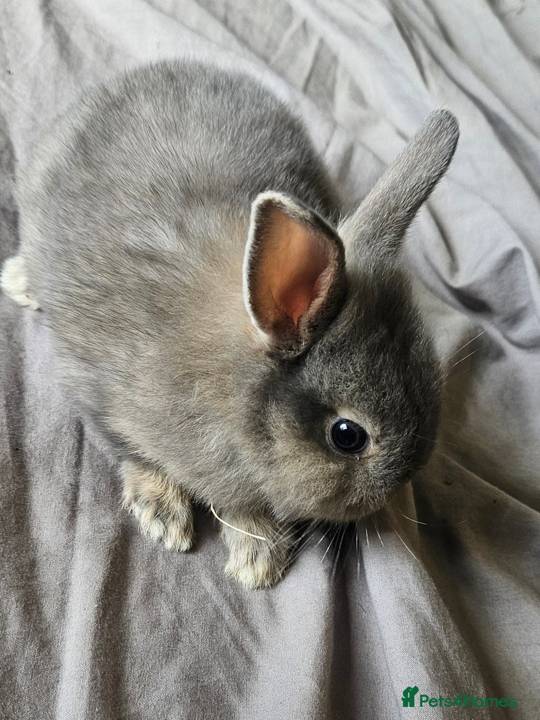 Mini Lop rabbits for sale: Mini lop and dwarf  - Image 9