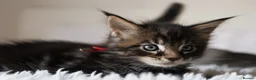 Maine Coon cats for sale: 3 Beautiful Russian import kittens TICA  - Advert 9