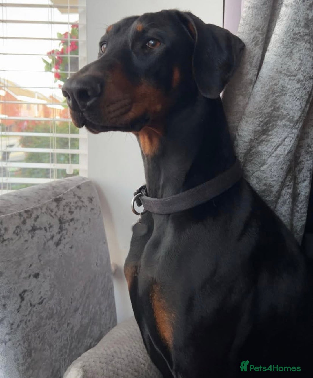 Dobermann dogs for sale: 9 KC Reg pedigree Doberman puppies - Image 5