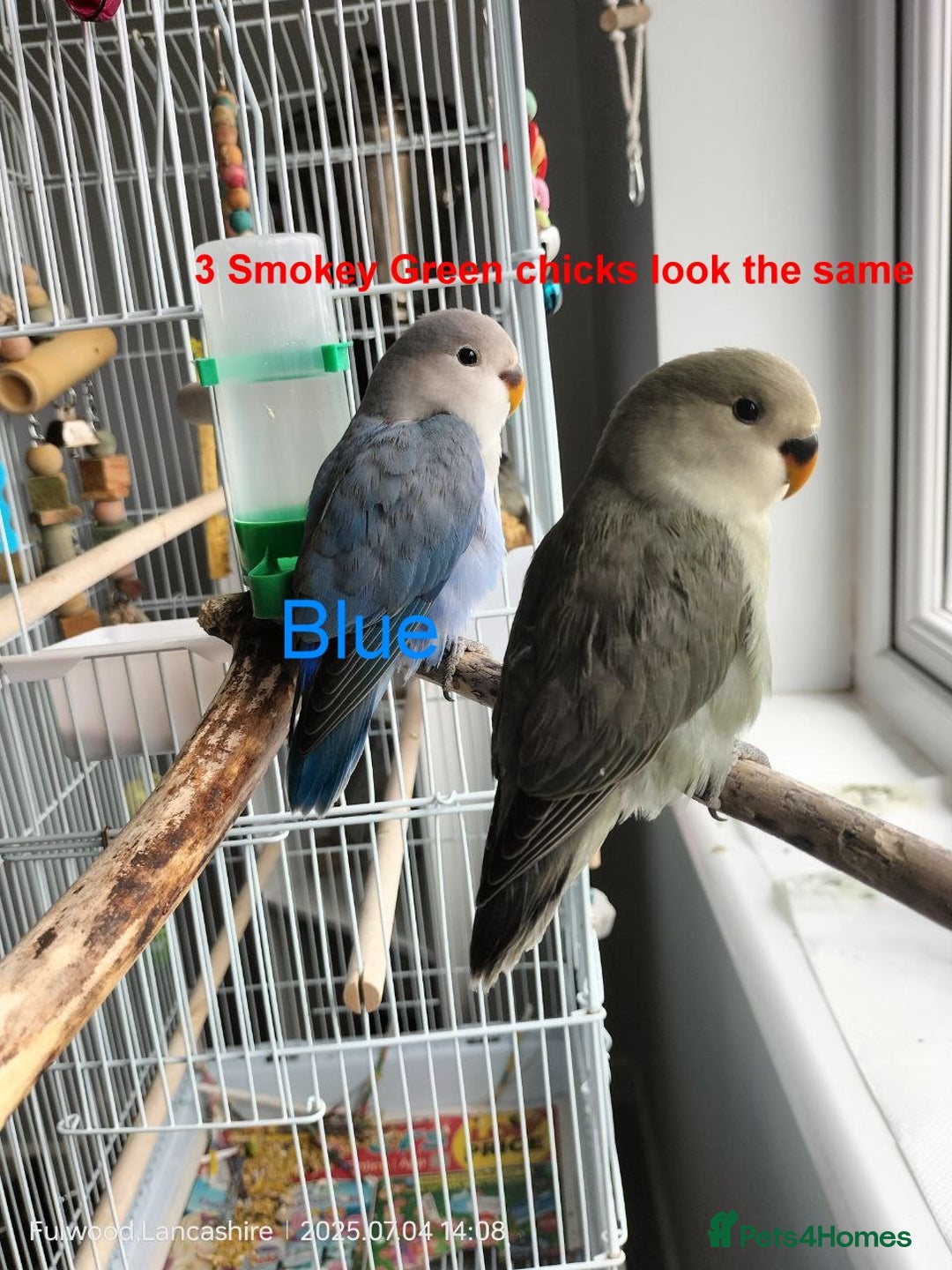 Lovebirds birds for sale: Tales of Cinder, Bobo, Soul & Enma - Image 8