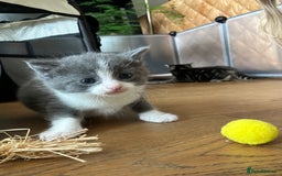 Maine Coon cats for sale: Maine coon cross kittens  - Image 19