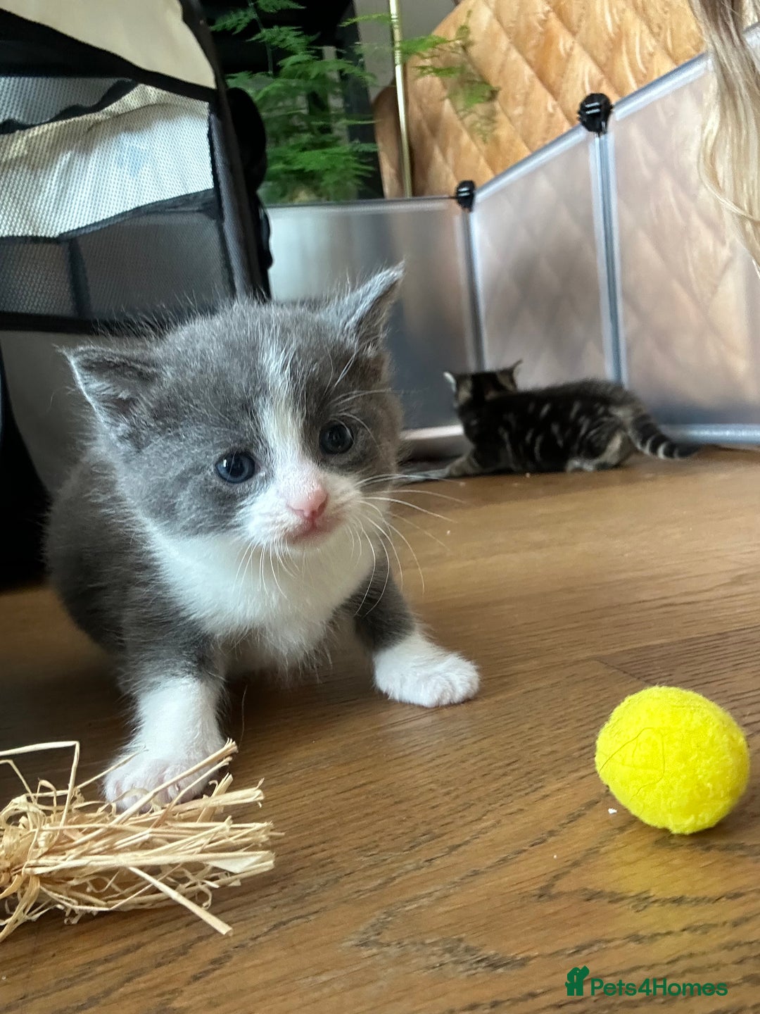 Maine Coon cats for sale: Maine coon cross kittens  - Image 19