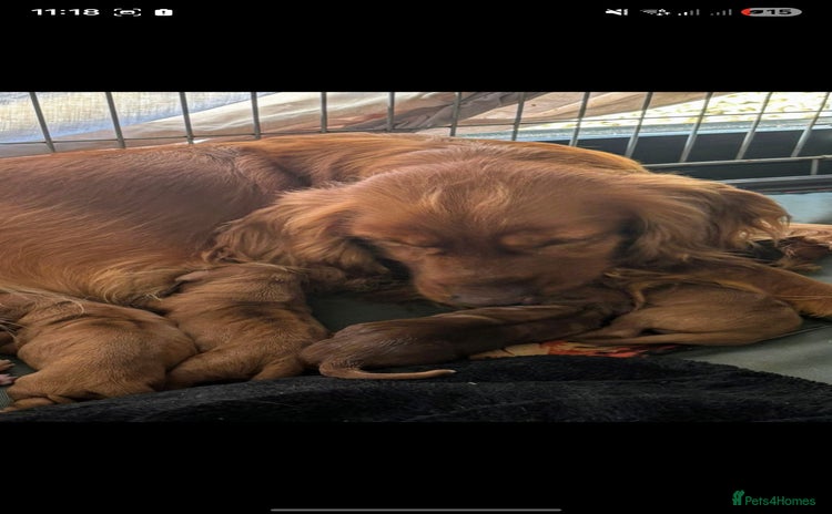 Cavalier King Charles Spaniel dogs Beautiful cavalier puppies ready 19th of dec - Advert 1