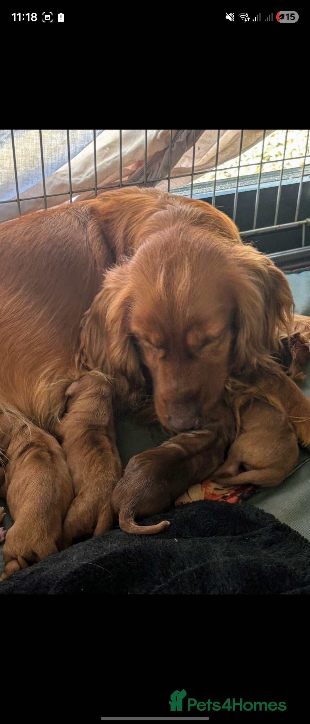 Cavalier King Charles Spaniel dogs for sale: Beautiful cavalier puppies ready 19th of dec - Advert 1