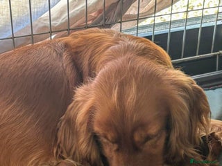 Cavalier King Charles Spaniel dogs Beautiful cavalier puppies ready 19th of dec - Advert 4