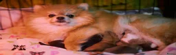Pomeranian dogs for sale: KC registered pomeranian puppies - 4 girls  - Advert 15