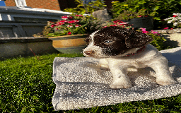 Sprocker dogs for sale: Sprocker Puppies - Image 5