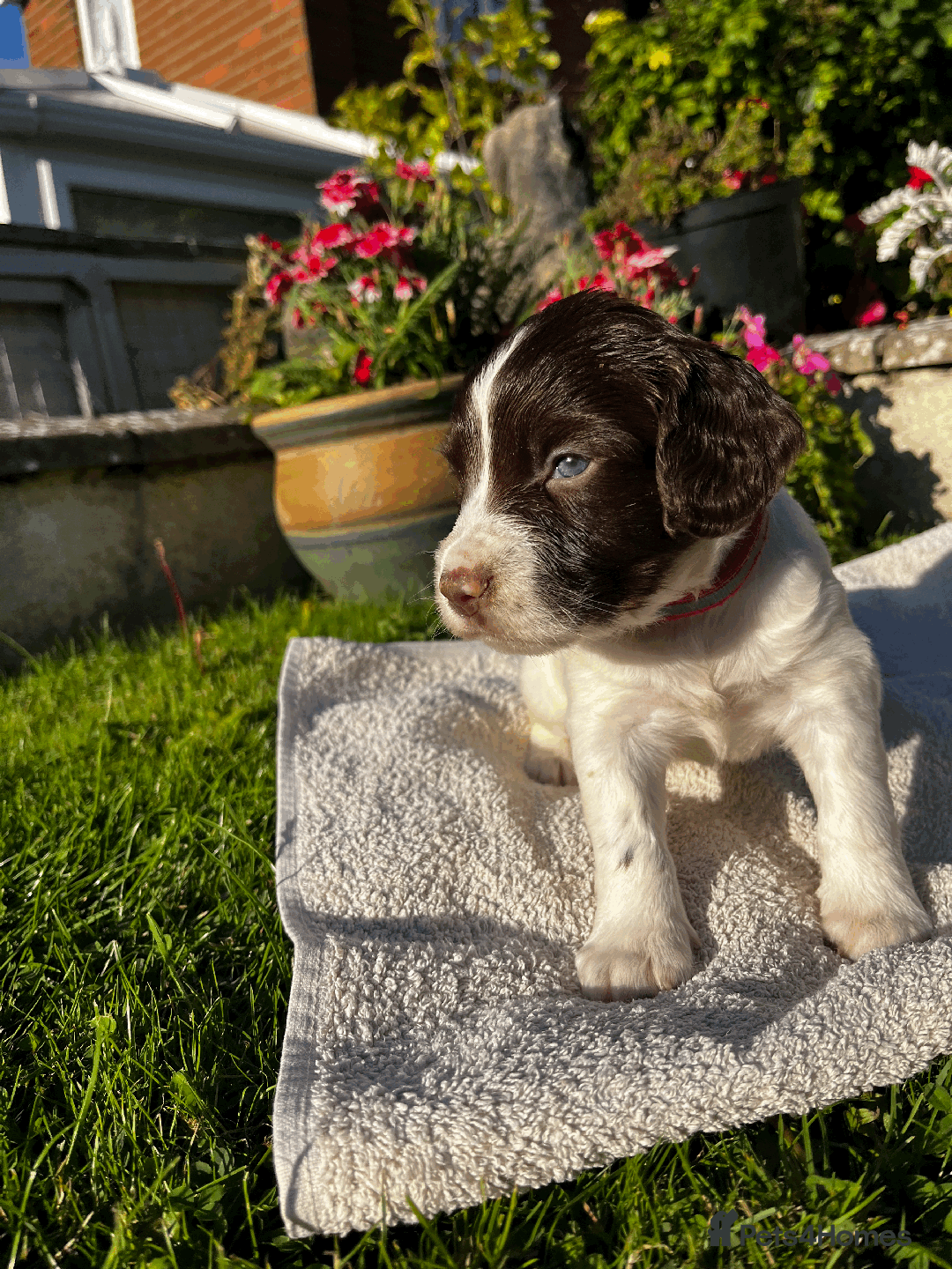 Sprocker dogs for sale: Sprocker Puppies - Image 5