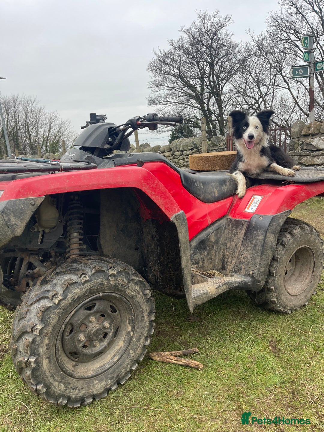 Border Collie dogs for sale: Failed sheepdog - Juno - Advert 2