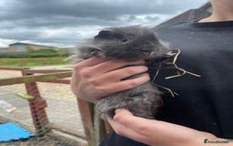 Guinea Pig rodents for sale: Guinea pigs  - Image 4