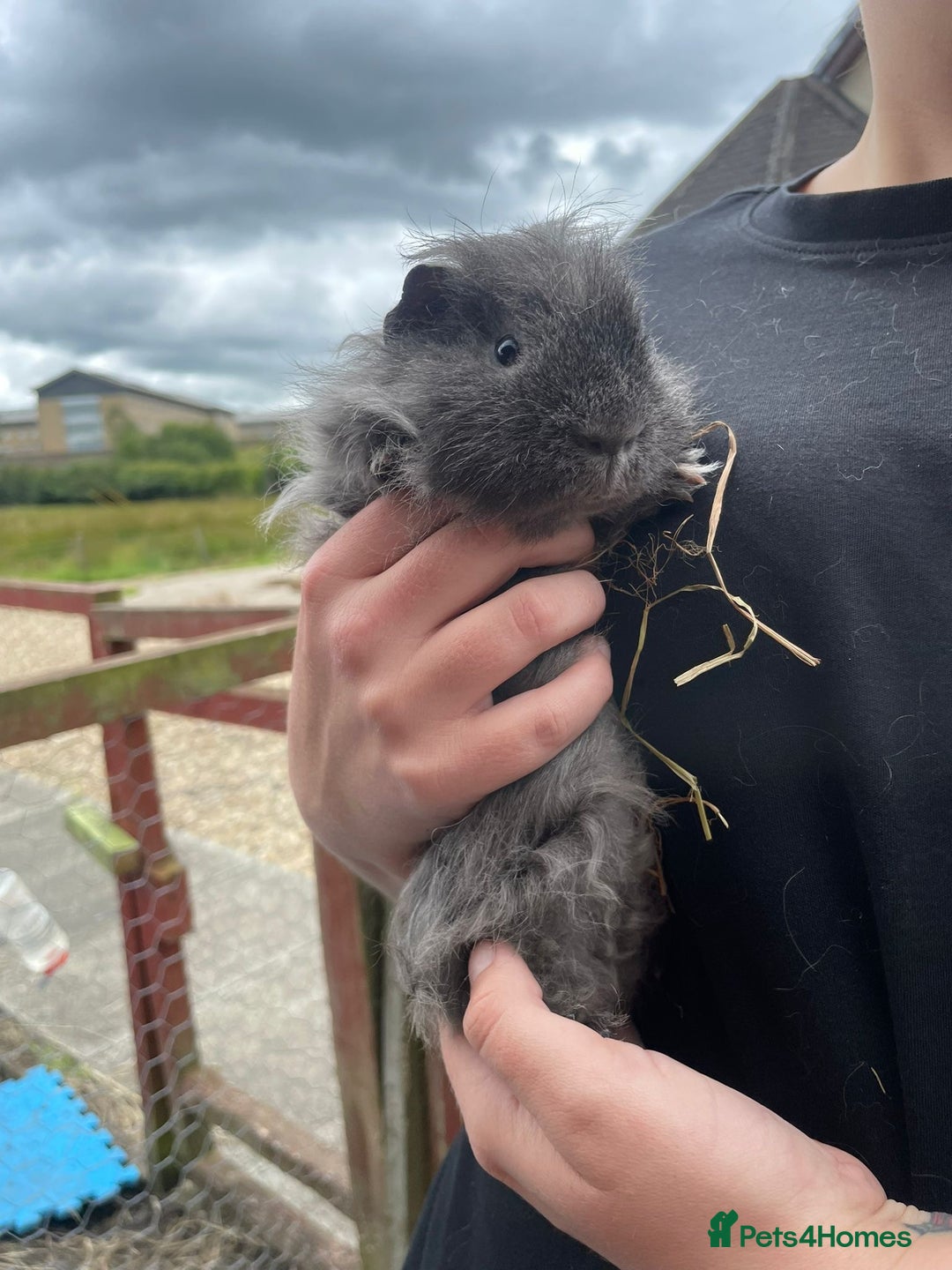 Guinea Pig rodents for sale: Guinea pigs  - Image 4