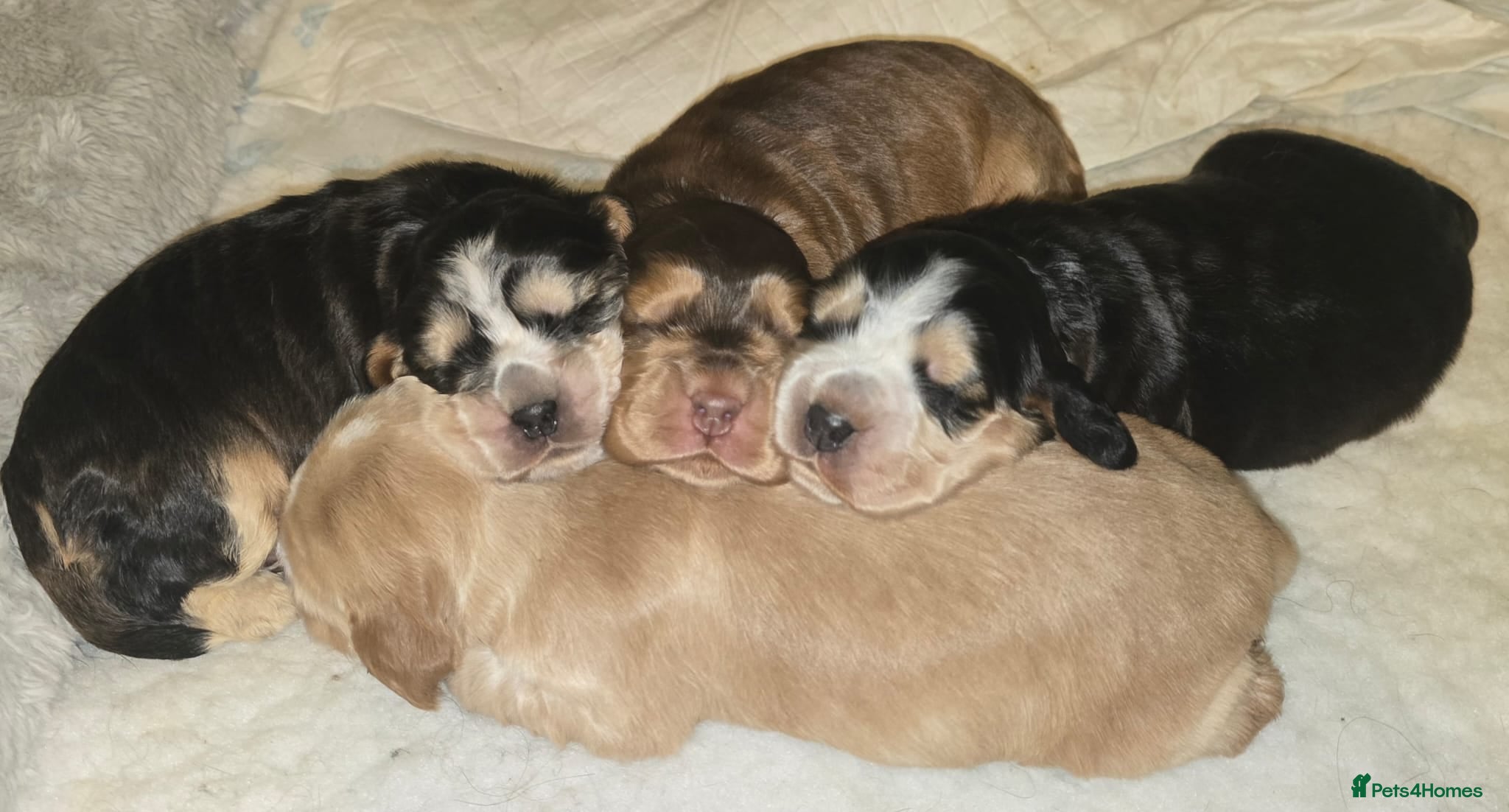 Cocker Spaniel dogs Stunning Sable Cocker Spaniel Puppies for sale.  - Advert 1