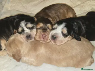 Cocker Spaniel dogs Stunning Sable Cocker Spaniel Puppies for sale. - Advert 1