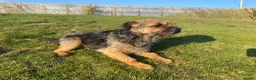 Border Terrier dogs for stud: Benji - Proven Border Terrier for stud - Advert 9