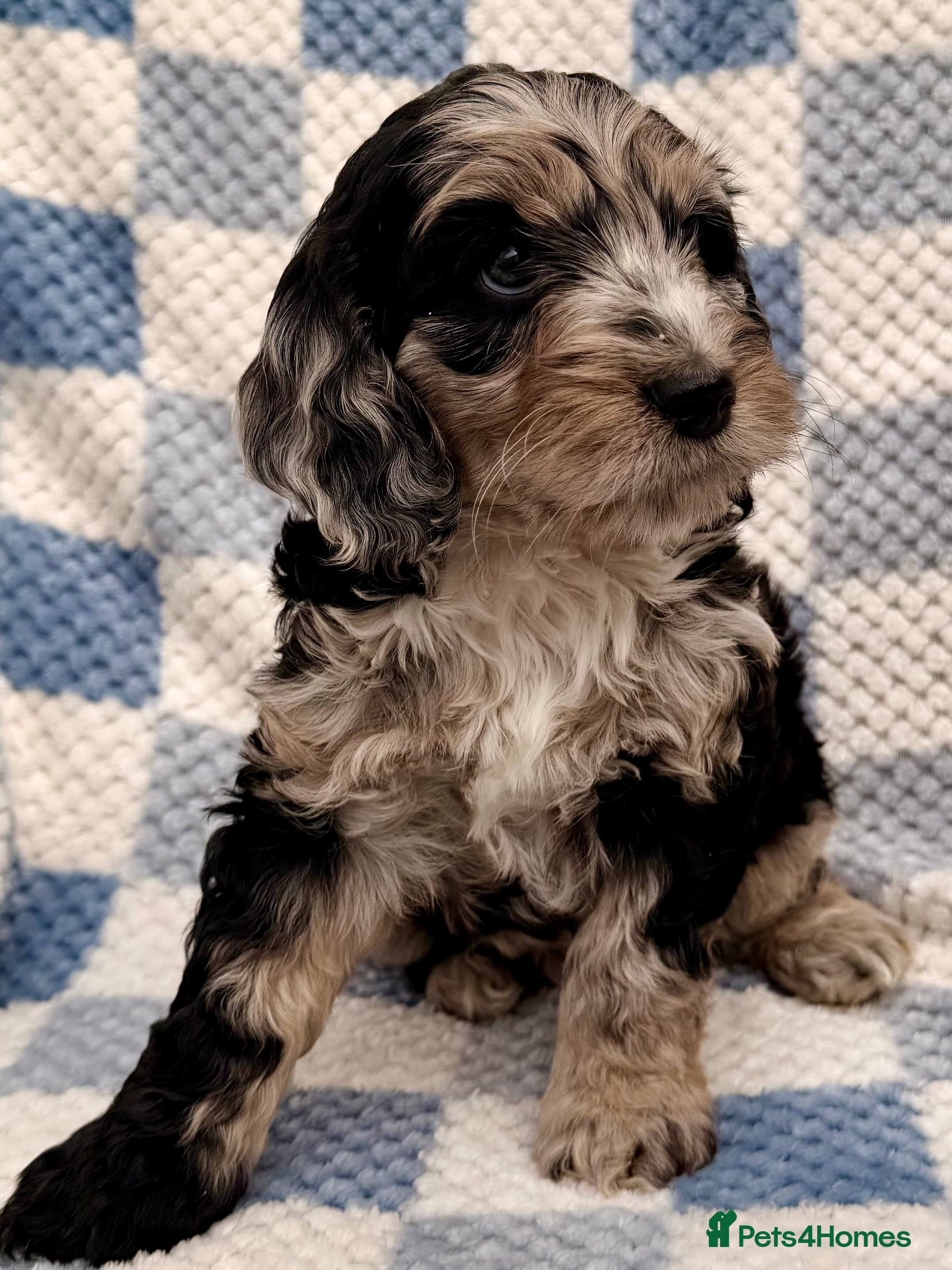 Cockapoo dogs F1 Cockapoo Puppies - Advert 3