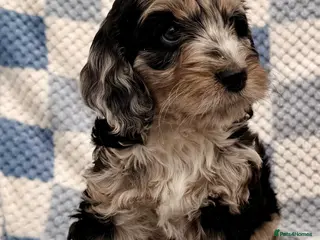 Cockapoo dogs F1 Cockapoo Puppies - Advert 3