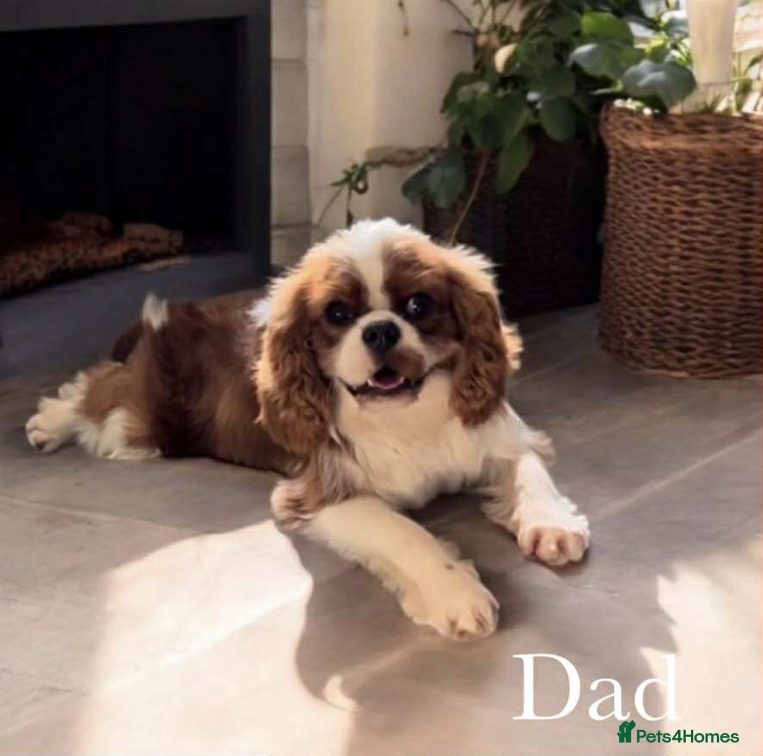 Cavapoo dogs for sale: Gorgeous cavapoo Girl in Swadlincote - Image 6