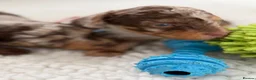 Toy Poodle dogs for sale: Fully  health tested toy poodles  - Advert 14