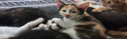 Mixed Breed cats for sale: Kittens for sale  - Advert 10