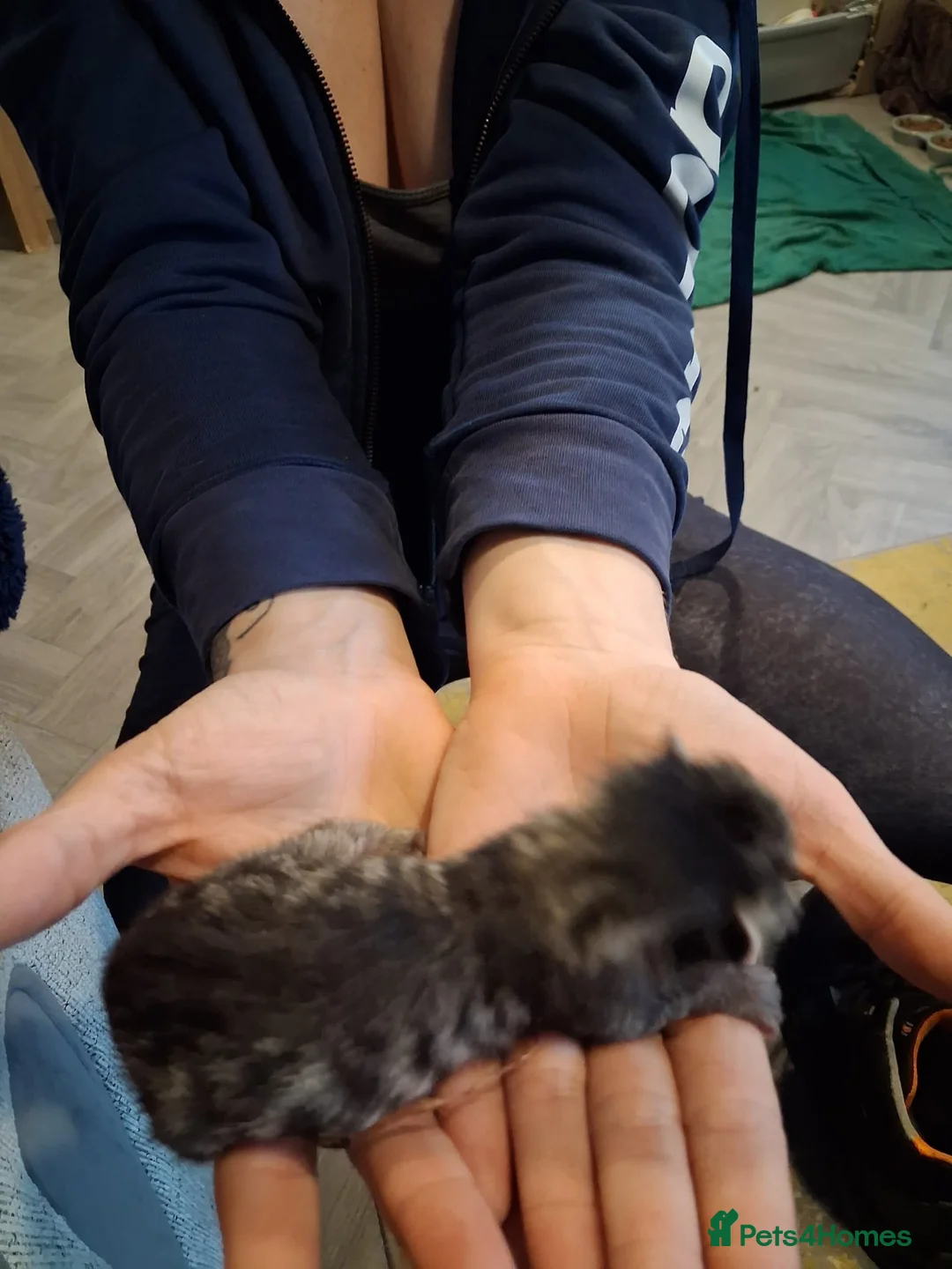 Mixed Breed cats for sale: Mixed litter - Advert 5