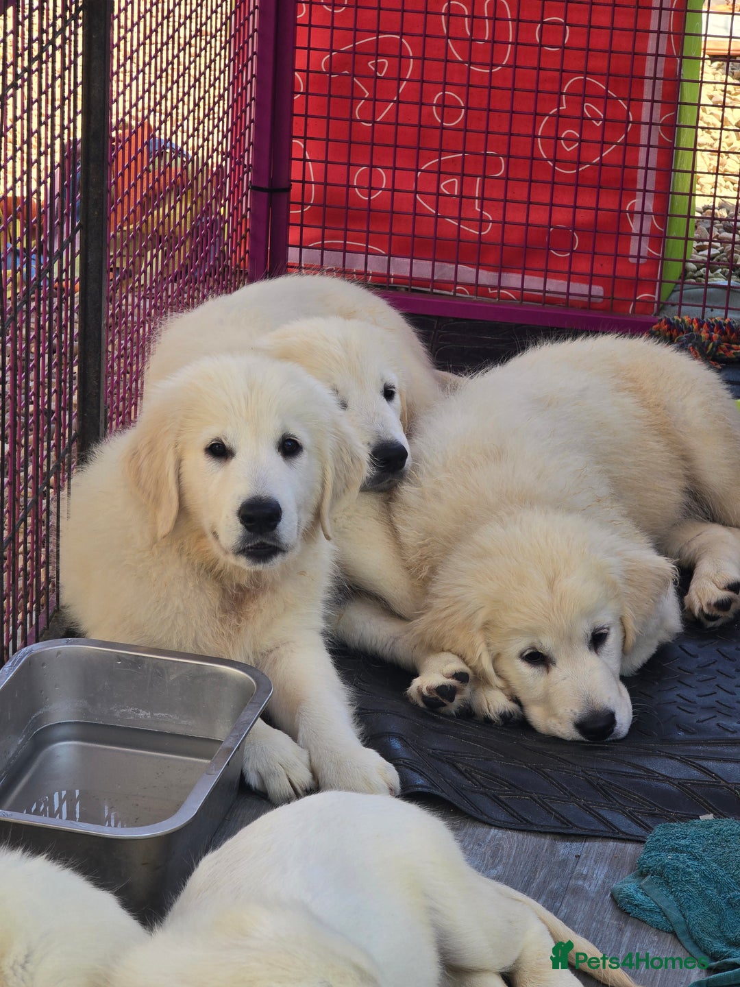 Golden Retriever dogs for sale: Outstanding KC cream golden Retriever puppies in Boston - Image 1